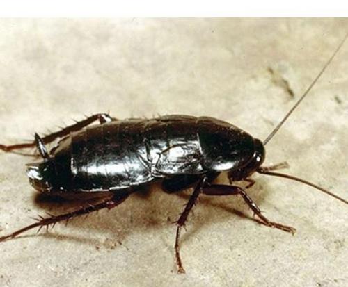 Чорні таргани – як розпізнати і знищити?