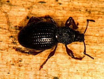 Чорний довгоносик: опис, види, методи профілактики та боротьби з ним