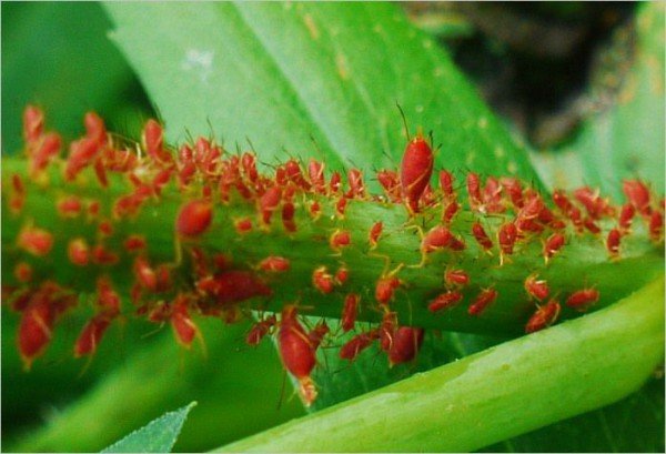 Попелиця: фото, зображення, картинки