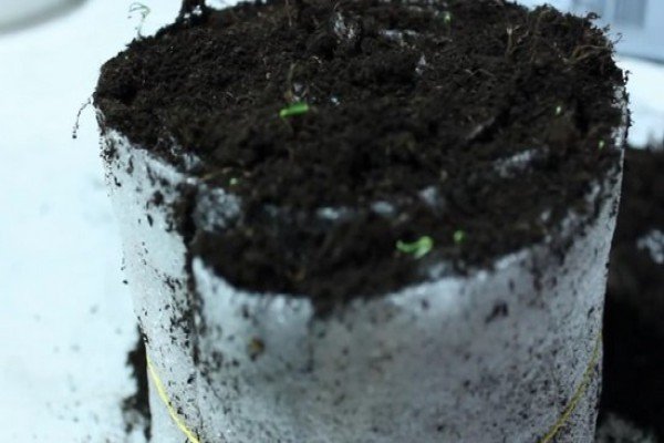 Посів насіння петунії на туалетний папір в пляшці — простий і ефективний метод вирощування розсади