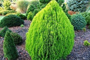 Зразок порядку і гармонії — туя східна Ауреа Нана: характерні особливості