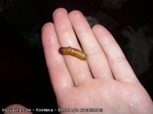 Звідки беруться таргани в квартирі: чим харчуються і чому зявляються Звідки беруться таргани в квартирі: чим харчуються і чому зявляються