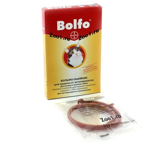 Нашийник від бліх для кішок і собак – огляд кращих пропозицій