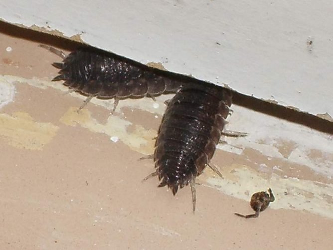 Мокриця у ванній і туалеті: як позбутися і вивести комаха