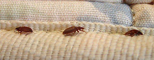 Постільні клопи: фото, зображення, картинки