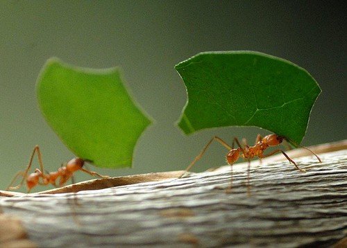 Види мурах: опис, спосіб життя і ареал розповсюдження