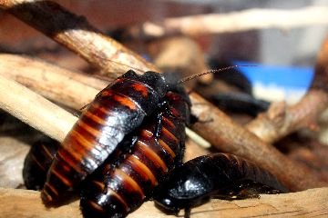 Красивые тропические тараканы