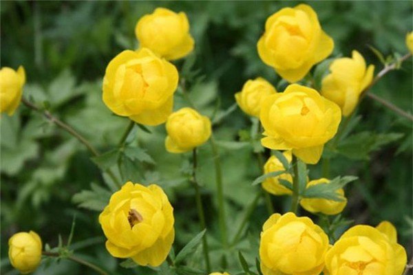 Якими бувають жовті багаторічники: види і сорти рослин, опис та фото з назвами