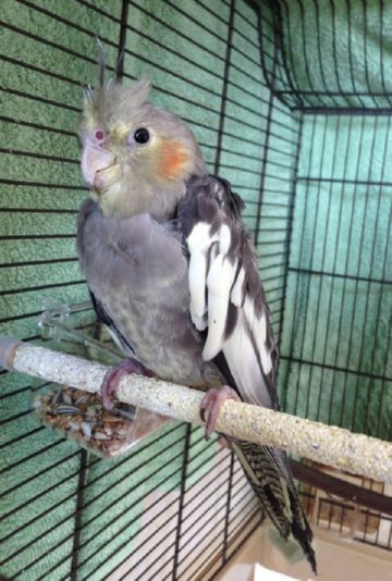 Пухоеды у кішок, собак і курей – паразити ссавців і птахів