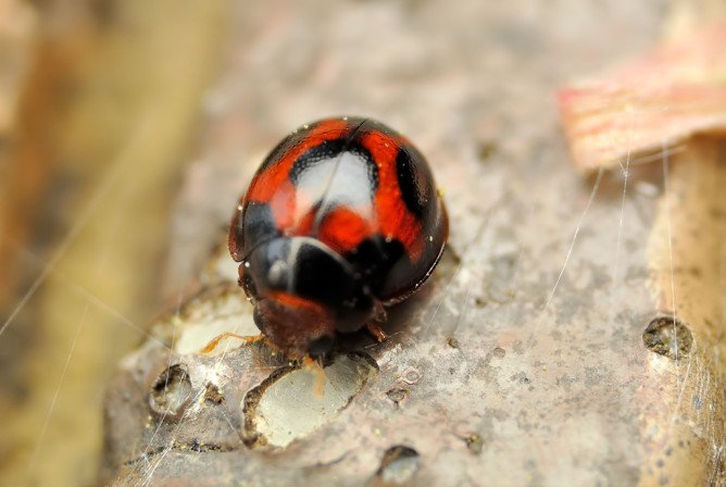 Що являє собою червоний кліщ і небезпечний він для людини