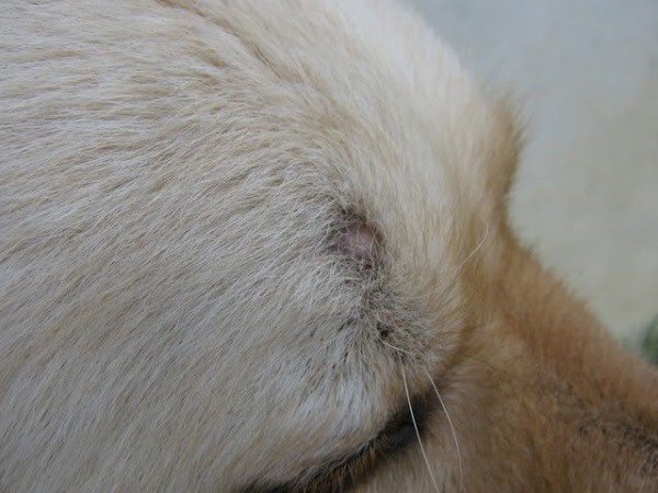 Профілактична обробка від кліщів собак і бджіл