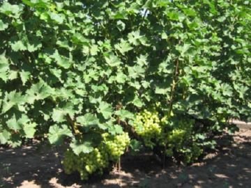 Ложнощитовки: заходи боротьби з акациевой та іншими видами шкідника