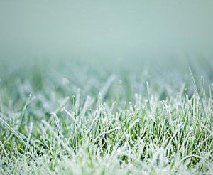 Як правильно доглядати за дорослим газоном в різний час року: звід правил