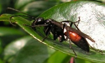 Донні оси: особливості, різновиди, що робити при укусі