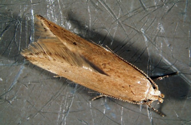 Як позбутися від молі в квартирі народними засобами