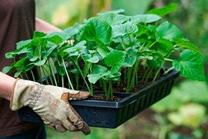 Як побудувати парник з полікарбонату: схеми і креслення, етапи складання, фото і відео
