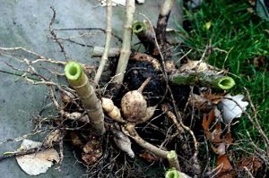 Підготовка рослин до зими: обрізка, укриття та інші прийоми захисту від холоду, рекомендації фахівців і фото