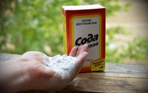 Знищення мурах: вибираємо засіб від садових шкідників