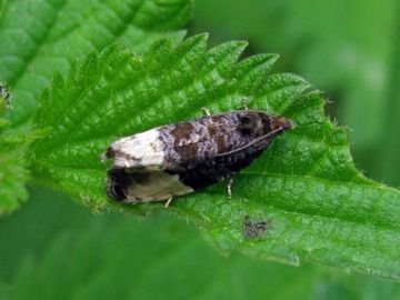 Кривоусая, мінлива, розанная   різноманітність світу листовійок