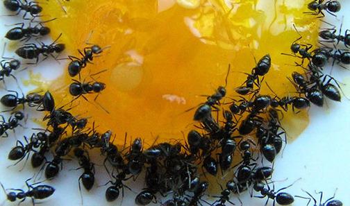 Знищення мурах: вибираємо засіб від садових шкідників