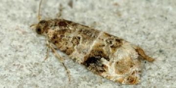 Як правильно провести боротьбу і захист винограду від шкідників