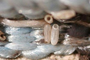 Яйця клопів: як виглядають і як їх знищити