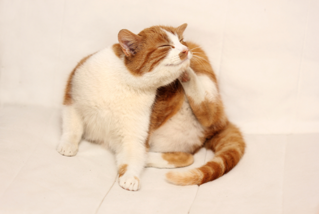 Блохи у людини — народні і хімічні засоби боротьби