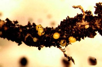 Картопляна нематода: методи боротьби з небезпечним шкідником картоплі