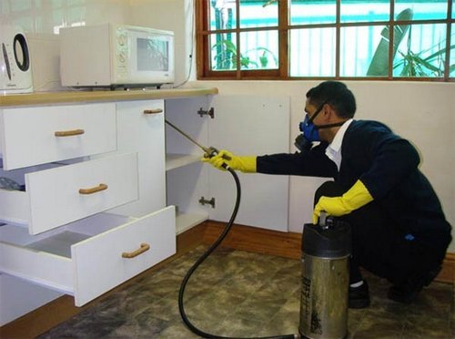 Дезінсекція від клопів – методики і використовувані засоби