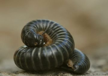 Кивсяки та ефективна боротьба з ними: як позбутися багатоніжок