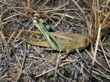 Перелітний азіатська сарана — загроза для врожаю