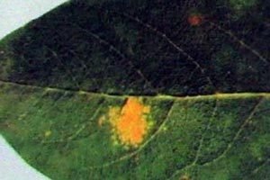 Хвороби та шкідники жимолості: ознаки і методи боротьби з ними