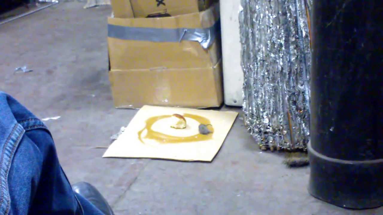 Засіб проти щурів і мишей   яке використовувати в будинку, відгуки покупців