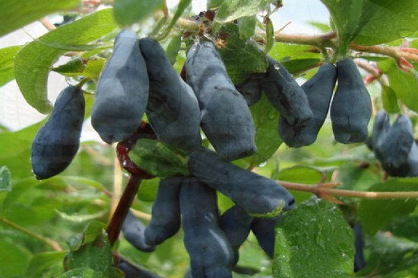 Садова рослина жимолость: що ми знаємо про чагарнику