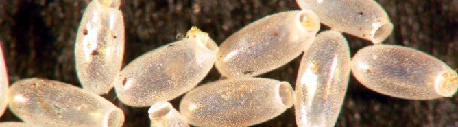 Чого бояться постільні клопи: народні засоби боротьби