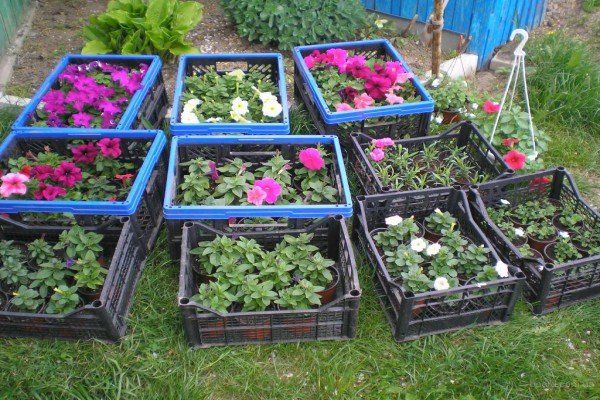 Петунія крупноквіткова: огляд сортів і особливості вирощування