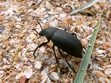 Кукурудзяний, широкогрудий та піщаний мідляк   комахи, які шкодять полям і городам