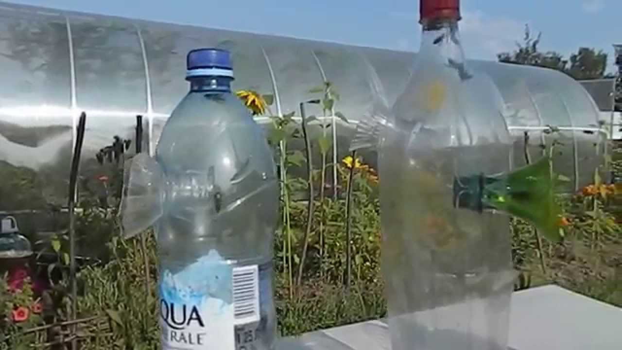 Шершні вбивці фото, відео