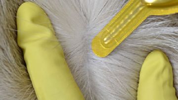 Які краплі від бліх підійдуть для обробки собак і цуценят Які краплі від бліх підійдуть для обробки собак і цуценят