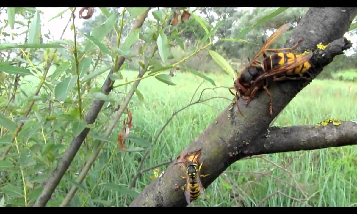 Укус шершня   симптоми і наслідки
