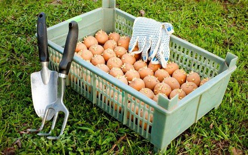 Табу від колорадського жука – характеристика та правила використання