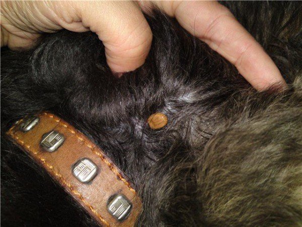 Слід робити щеплення і обробляти шерсть, щоб не зявилися кліщі у собак