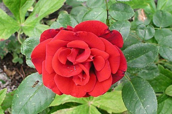 Кращі сорти червоних плетистих троянд: фото каталог і характеристики популярних садових рослин