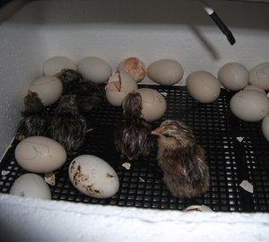 Інкубатор «Несучка»: опис і пристрій, технічні характеристики