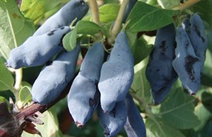 Які сорти жимолості підходять для Ленінградської області: докладний опис видів