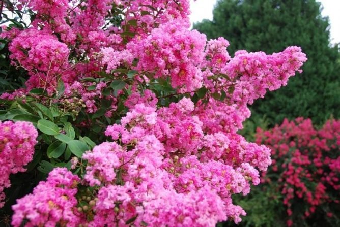 Як позбутися від молі в домашніх умовах