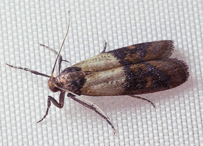 Як відрізнити моль харчову від платтяна і як з нею боротися