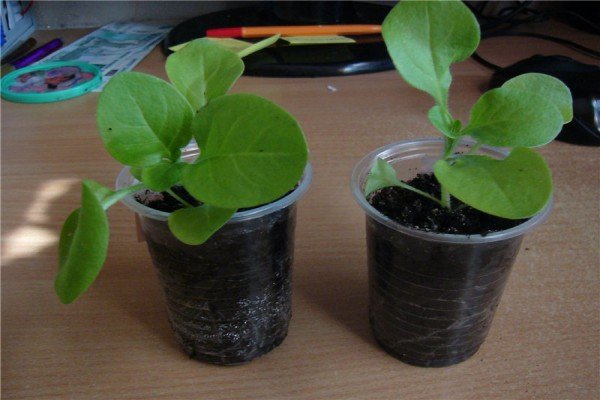 Розмноження петунії допомогою живцювання — ефективний і простий метод розведення квітів будинку і в саду