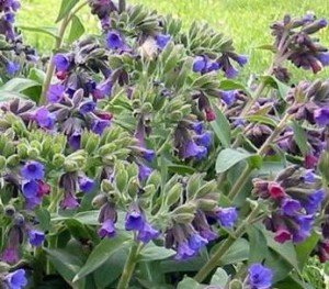 Медунка лікарська, цілющі властивості