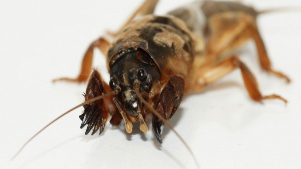 Як боротися з медведкою на городі: докладний опис способів